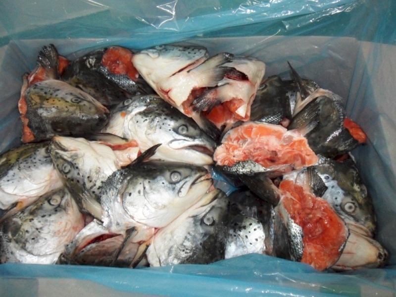 Đầu cá hồi Ba Lan